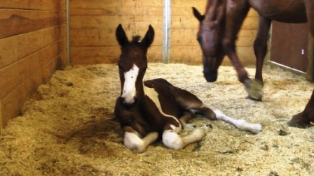 Baby Tori & Athena