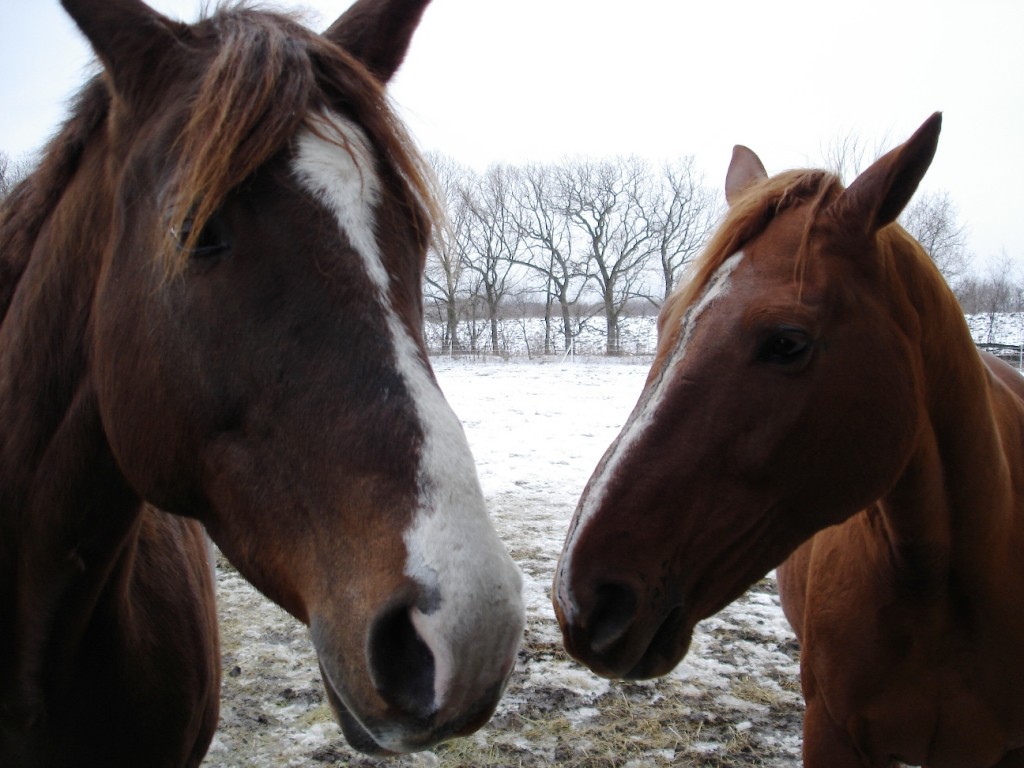 Willough and Athena